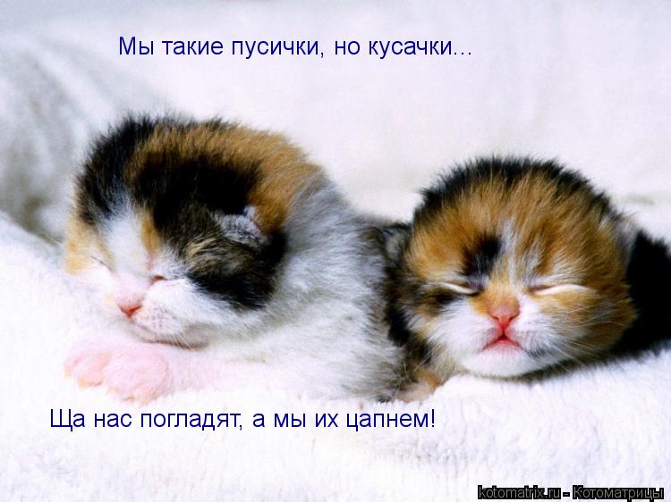 Котоматрица: Мы такие пусички, но кусачки... Ща нас погладят, а мы их цапнем!