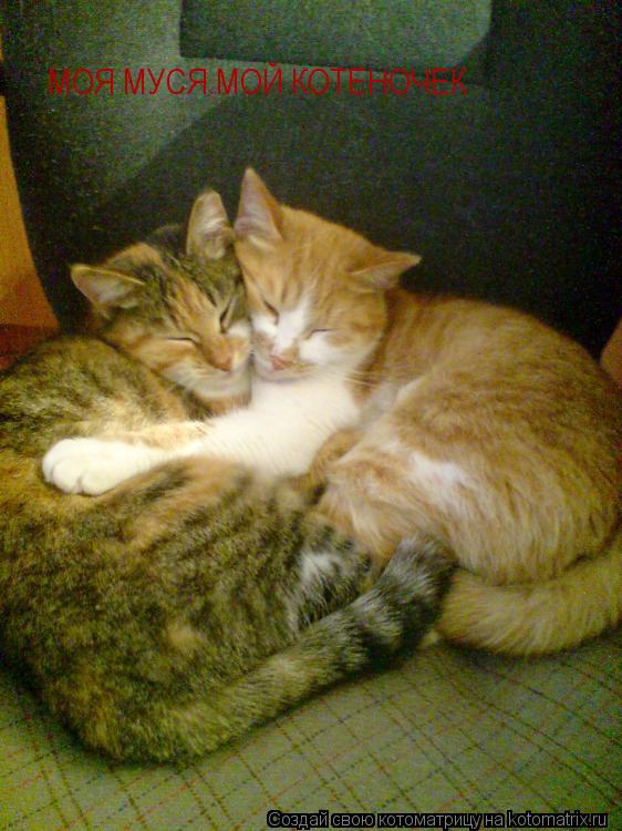 Котоматрица: МОЯ МУСЯ.МОЙ КОТЕНОЧЕК