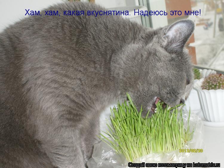 Котоматрица: Хам, хам, какая вкуснятина. Надеюсь это мне!