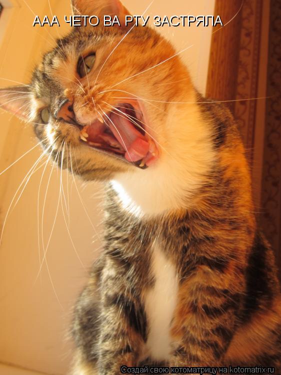 Котоматрица: ААА ЧЕТО ВА РТУ ЗАСТРЯЛА