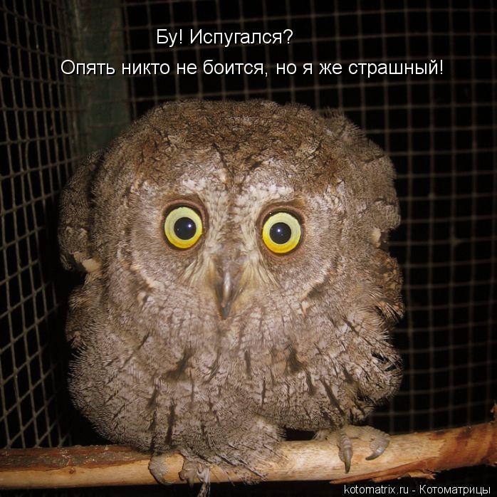 Котоматрица: Бу! Испугался? Опять никто не боится, но я же страшный!