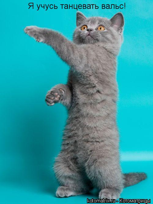 Котоматрица: Я учусь танцевать вальс!