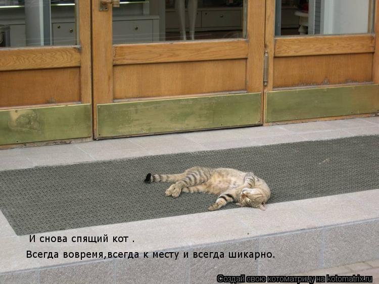 Котоматрица: И снова спящий кот . Всегда вовремя,всегда к месту и всегда шикарно. Всегда вовремя,всегда к месту и всегда шикарно.