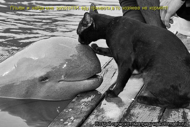 Котоматрица: Плыви  и  найди мне  золото!!!И  еду  прихвоти,а то  хозяева  не  кормят!!