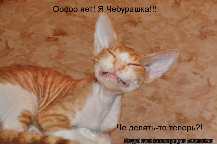 Котоматрица: Ооооо нет! Я Чебурашка!!! Че делать-то теперь?!