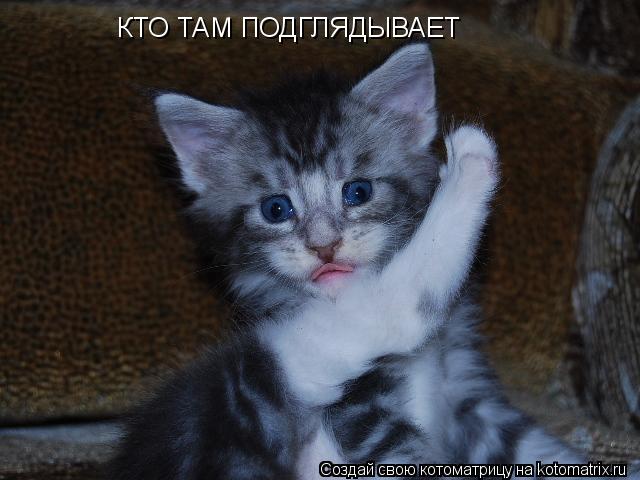 Котоматрица: КТО ТАМ ПОДГЛЯДЫВАЕТ