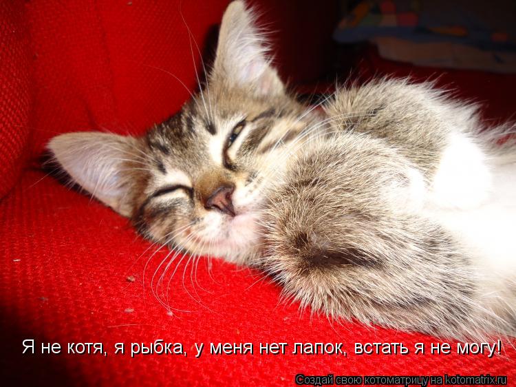 Котоматрица: Я не котя, я рыбка, у меня нет лапок, встать я не могу!