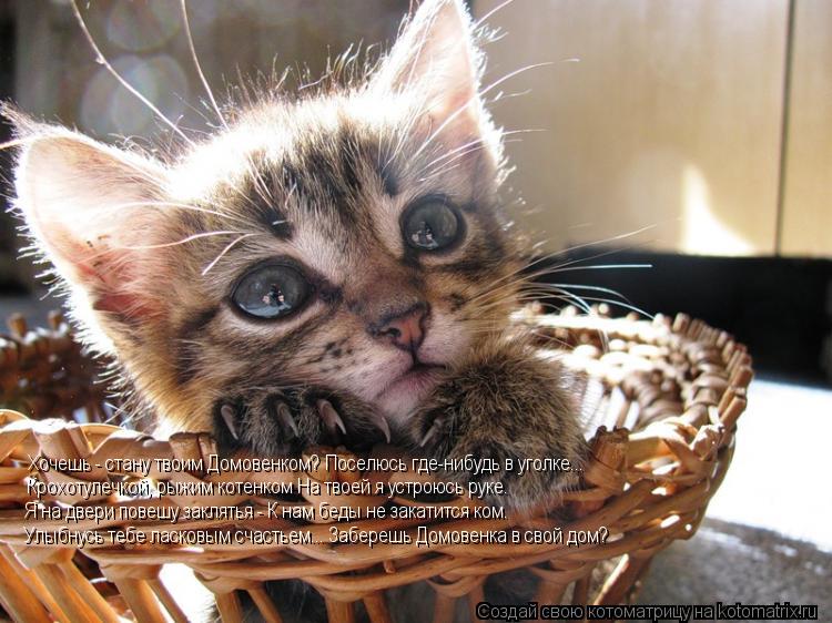 Котоматрица: Хочешь - стану твоим Домовенком? Поселюсь где-нибудь в уголке...  Крохотулечкой, рыжим котенком На твоей я устроюсь руке.  Я на двери повешу за