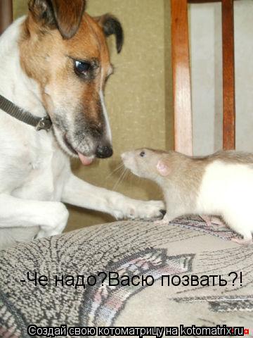 Котоматрица: -Че надо?Васю позвать?!