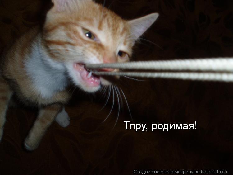 Котоматрица: Тпру, родимая!