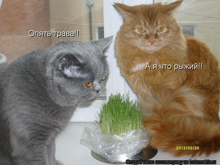 Котоматрица: Опять трава!! А я что рыжий!!