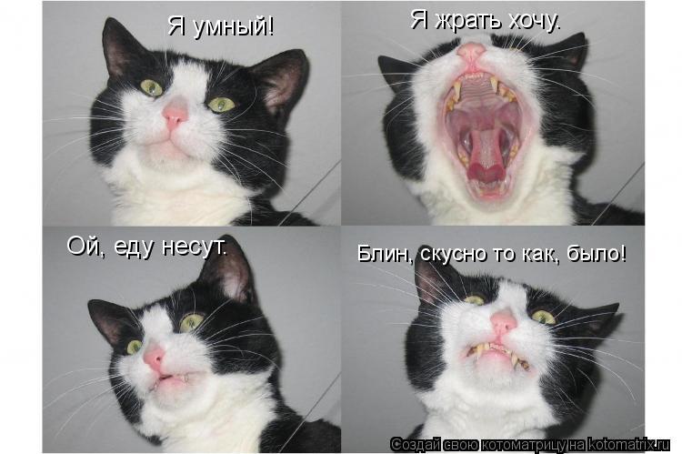 Котоматрица: Я умный! Я жрать хочу. Ой, еду несут. Блин, скусно то как, было!