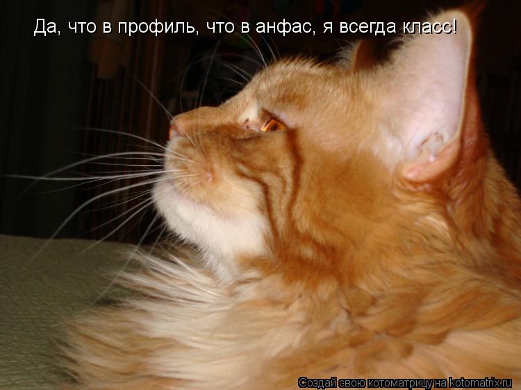 Котоматрица: Да, что в профиль, что в анфас, я всегда класс!