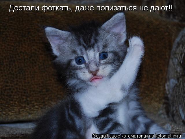 Котоматрица: Достали фоткать, даже полизаться не дают!!