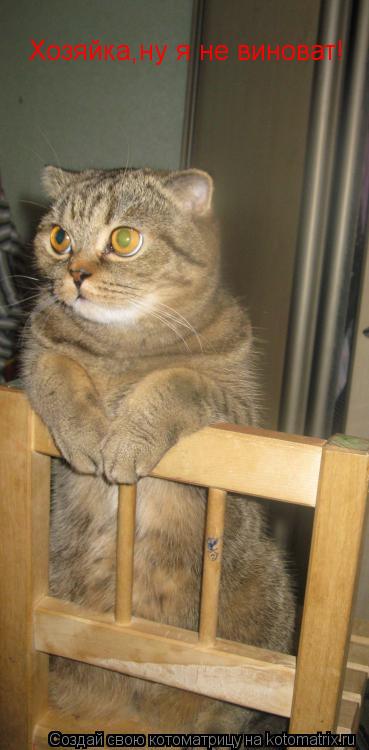 Котоматрица: Хозяйка,ну я не виноват!