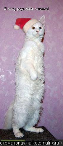 Котоматрица: В лесу родилась ёлочка! В лесу родилась ёлочка!