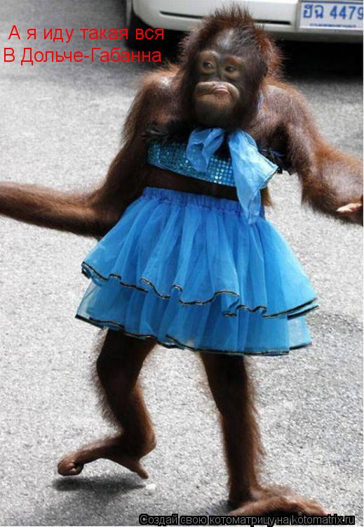 Котоматрица: А я иду такая вся В Дольче-Габанна