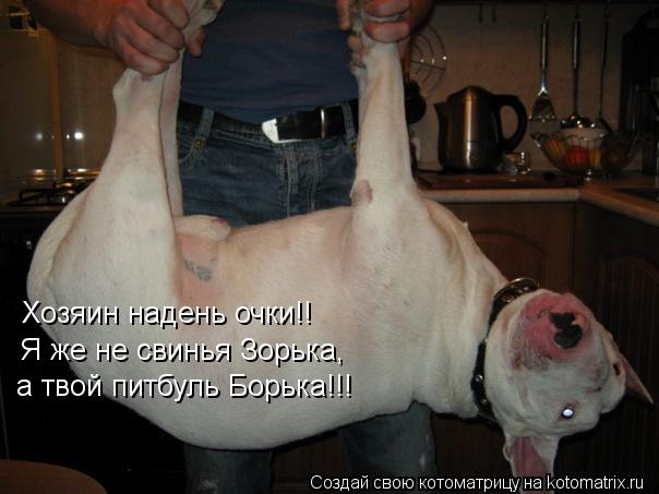 Котоматрица: Хозяин надень очки!! Я же не свинья Зорька,   а твой питбуль Борька!!!