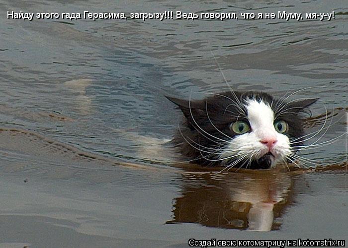 Котоматрица: Найду этого гада Герасима, загрызу!!! Ведь говорил, что я не Муму, мя-у-у!