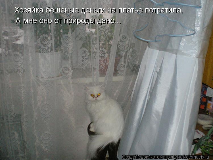 Котоматрица: Хозяйка бешеные деньги на платье потратила, Хозяйка бешеные деньги на платье потратила, А мне оно от природы дано...