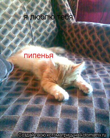 Котоматрица: я люблю тебя пипенья