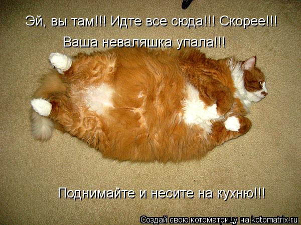 Котоматрица: Эй, вы там!!! Идте все сюда!!! Скорее!!! Ваша неваляшка упала!!!  Поднимайте и несите на кухню!!!