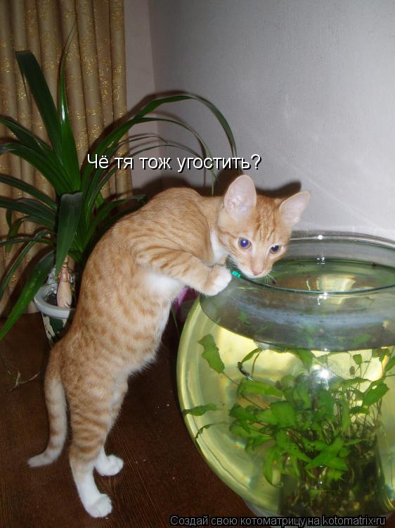 Котоматрица: Чё тя тож угостить?
