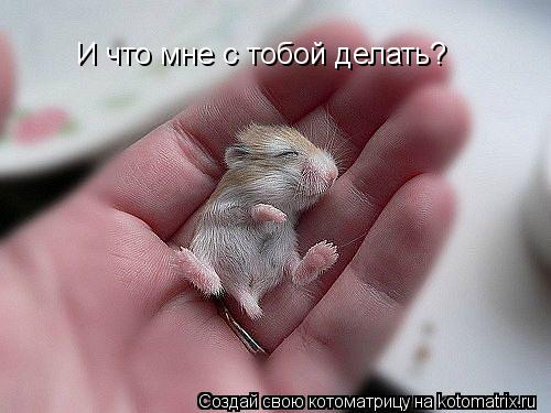 Котоматрица: И что мне с тобой делать?