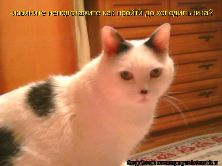Котоматрица: -извините.неподскажите как пройти до холодильника?