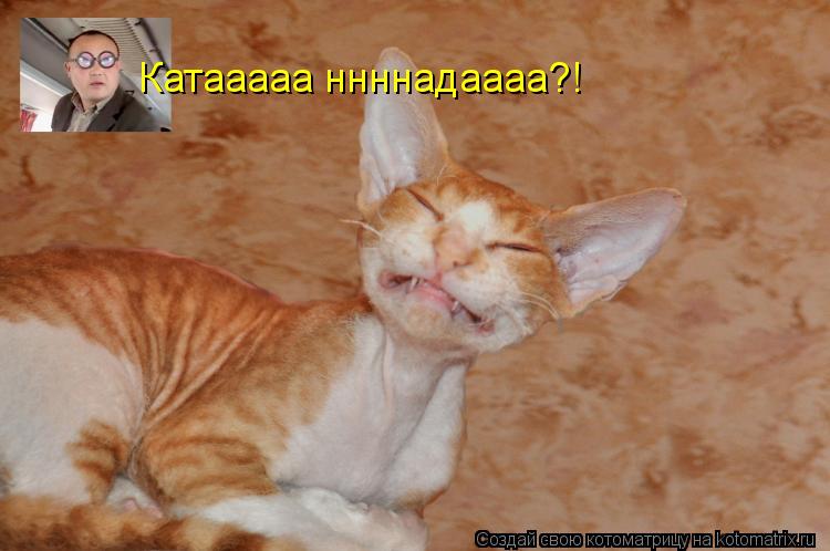 Котоматрица: Катааааа ннннадаааа?!