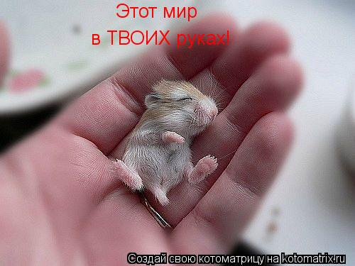 Котоматрица: в ТВОИХ руках! Этот мир