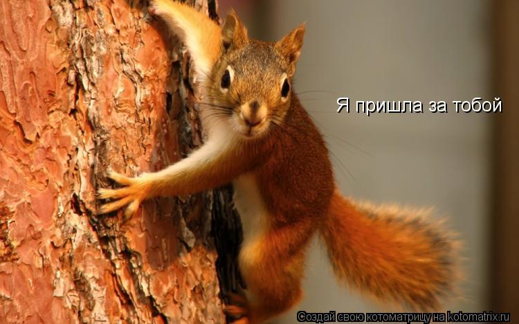 Котоматрица: Я пришла за тобой