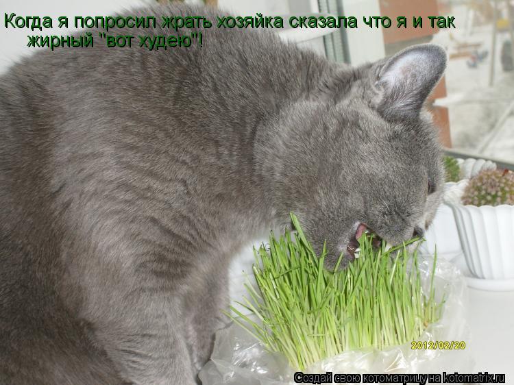 Котоматрица: Когда я попросил жрать хозяйка сказала что я и так жирный "вот худаю"! Когда я попросил жрать хозяйка сказала что я и так  жирный "вот худею"!