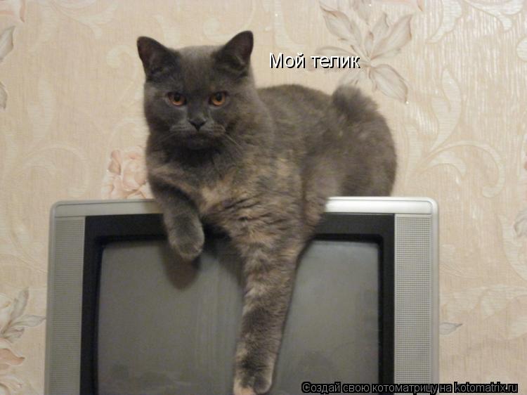 Котоматрица: Мой телик