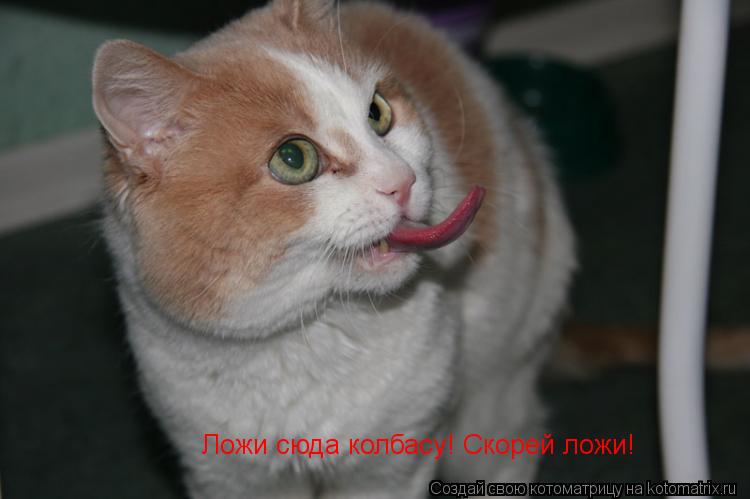 Котоматрица: Ложи сюда колбасу! Скорей ложи!