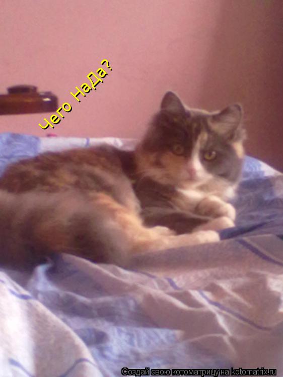 Котоматрица: Чего НаДа?