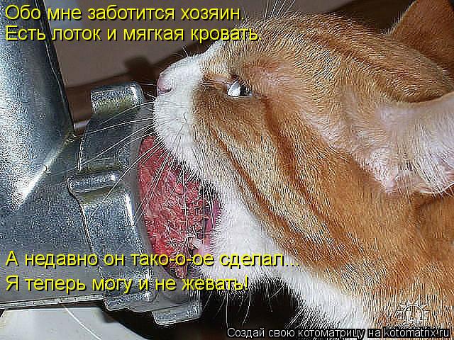 Есть лоток и мягкая кровать. Обо мне заботится хозяин. А недавно он тако-о-ое сделал... Я теперь... Котоматрица: Есть лоток и мягкая кровать. Обо мне заботится хозяин. А недавно он тако-о-ое сделал... Я теперь могу и не жевать!