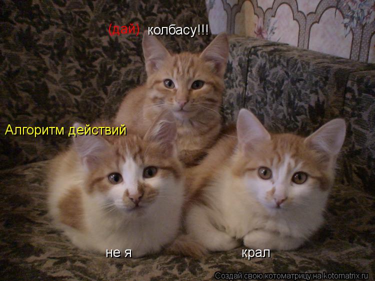 Котоматрица: крал не я колбасу!!! (дай) Алгоритм действий