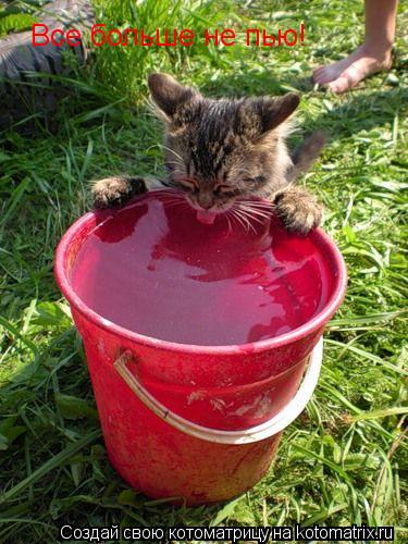 Котоматрица: Все больше не пью!