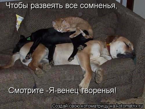 Котоматрица: Чтобы развеять все сомненья, Смотрите -Я-венец творенья!