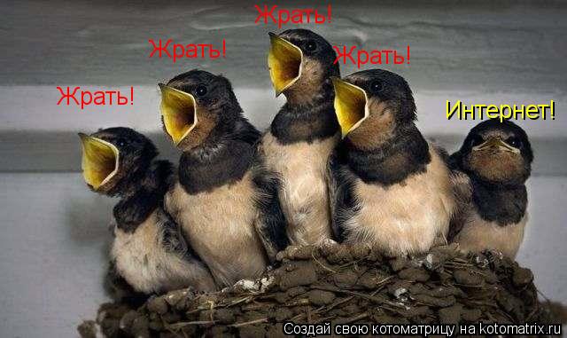 Котоматрица: Жрать! Жрать! Жрать! Жрать! Интернет!