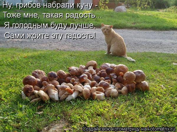 Котоматрица: Ну, грибов набрали кучу -  Тоже мне, такая радость... Я голодным буду лучше, Сами жрите эту гадость!