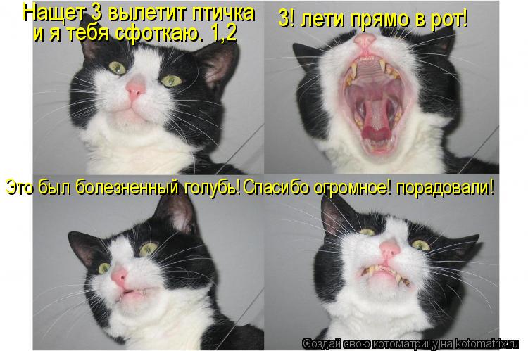 Котоматрица: Нащет 3 вылетит птичка и я тебя сфоткаю. 1,2 3! лети прямо в рот! Это был болезненный голубь! Спасибо огромное! порадовали!