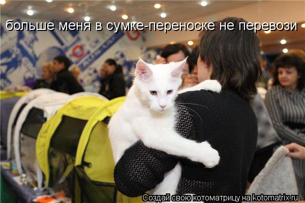 Котоматрица: больше меня в сумке-переноске не перевози