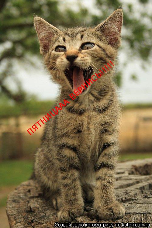 Котоматрица: ПЯТНИЦААА ВЕРНИСЬ!!!!!
