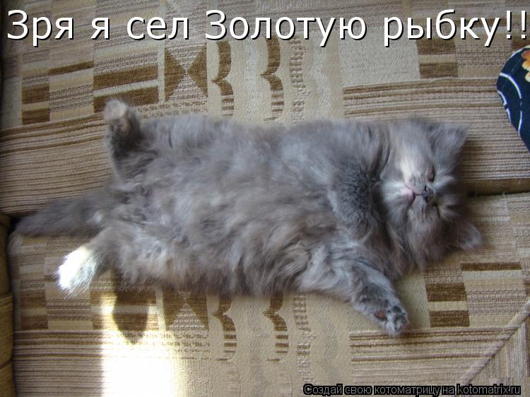 Котоматрица: Зря я сел Золотую рыбку!!!