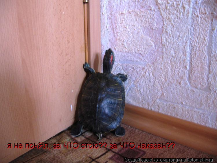 я не понЯл, за ЧТО стою?? за ЧТО наказа я не понЯл, за ЧТО стою?? за ЧТО наказан?? я не понЯл, за ЧТО... Котоматрица: я не понЯл, за ЧТО стою?? за ЧТО наказа я не понЯл, за ЧТО стою?? за ЧТО наказан?? я не понЯл, за ЧТО стою?? за ЧТО наказан??