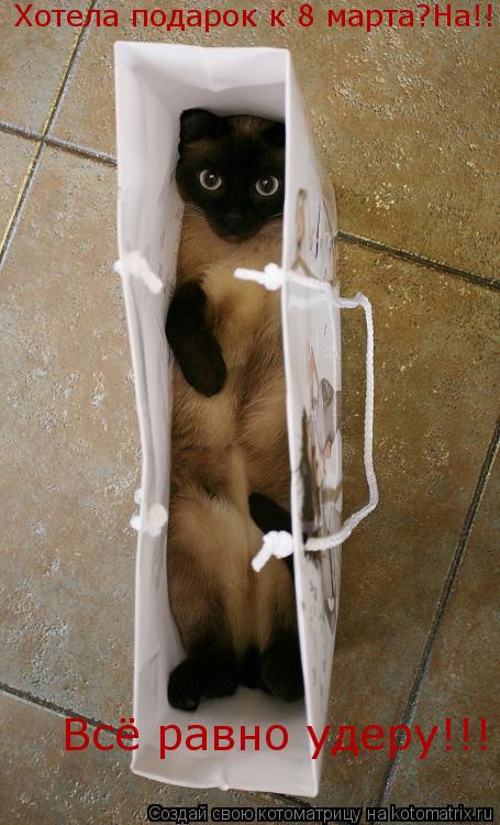 Хотела подарок к 8 марта?На!!!!!!! Всё равно удеру!!!... Котоматрица: Хотела подарок к 8 марта?На!!!!!!! Всё равно удеру!!!