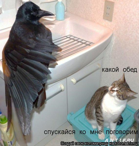 какой обед спускайся ко мне поговорим... Котоматрица: какой обед спускайся ко мне поговорим