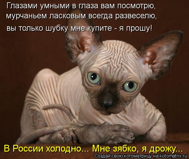 Глазами умными в глаза вам посмотрю, мурчаньем ласковым всегда развеселю, вы только шубку мне купит... Котоматрица: Глазами умными в глаза вам посмотрю, мурчаньем ласковым всегда развеселю, вы только шубку мне купите - я прошу! В России холодно... Мне зябко
